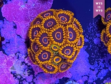Zoanthus Red Hornet